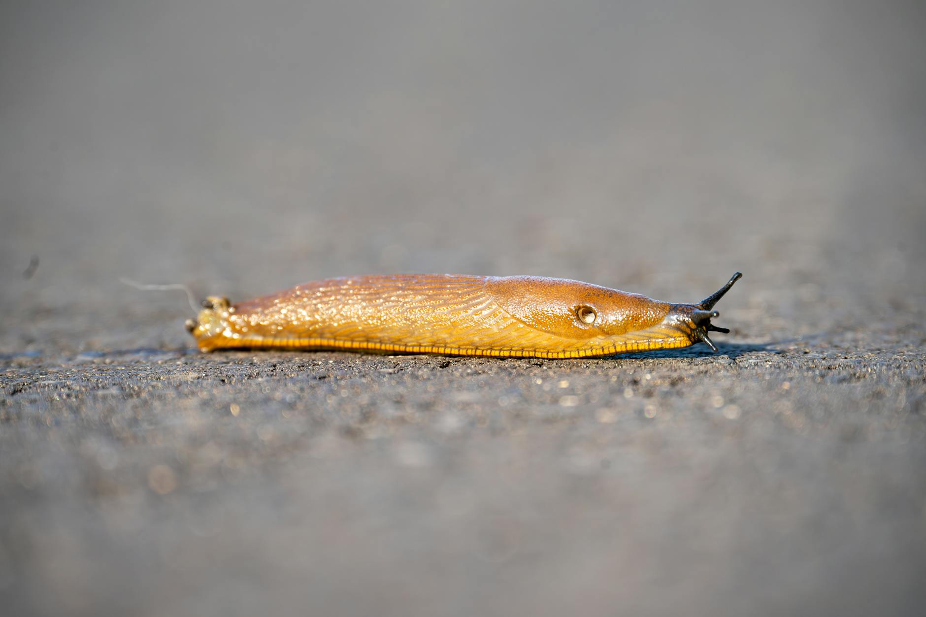 url slug - Detailed shot of a slug with texture on a wet outdoor surface.
