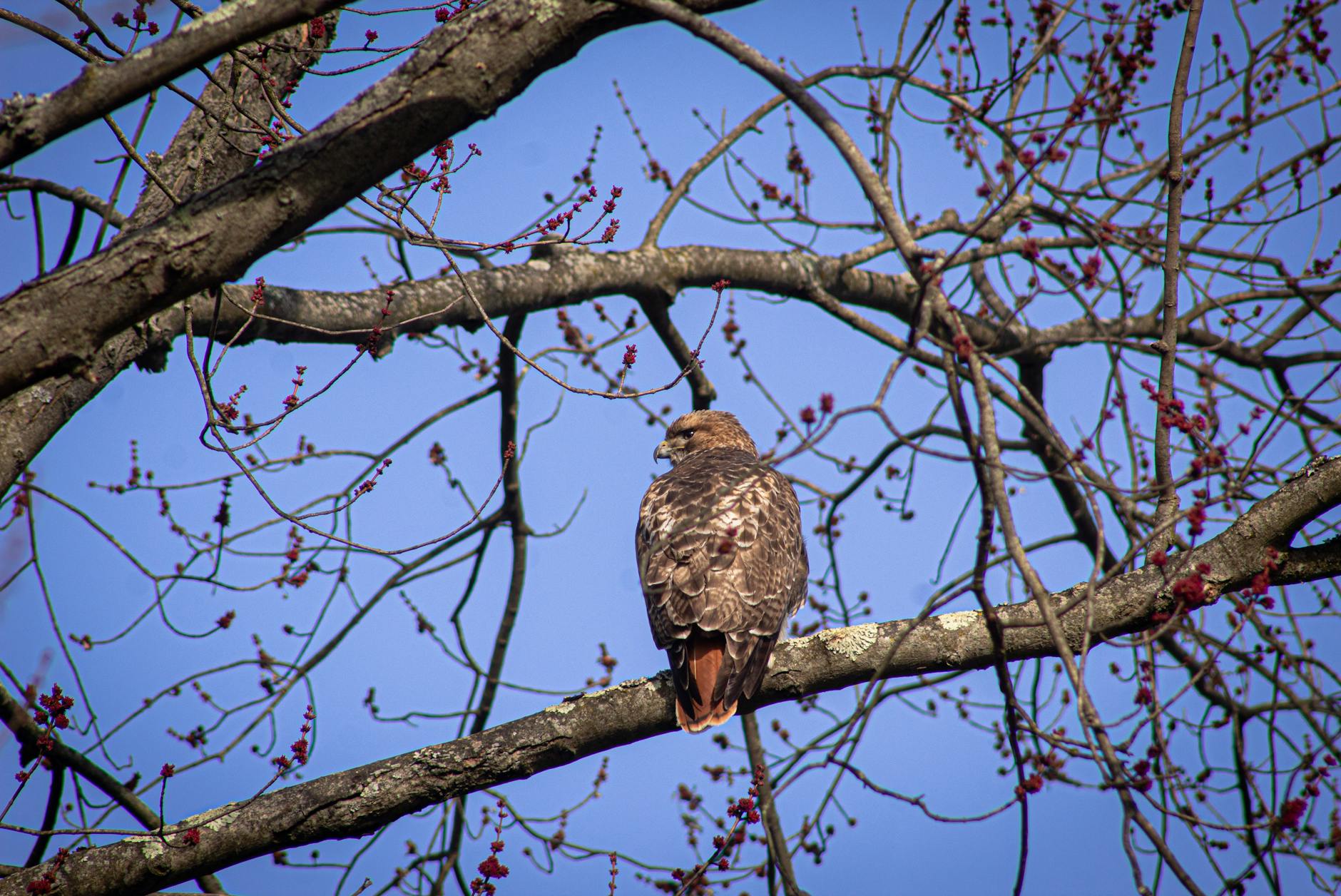 SEO long tail vs short tail - A red-tailed hawk perches serenely on a branch against a bright blue sky.